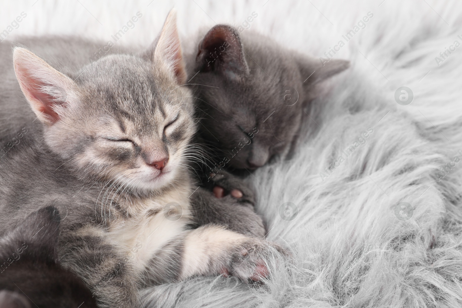 Photo of Cute fluffy kittens sleeping on faux fur. Baby animals