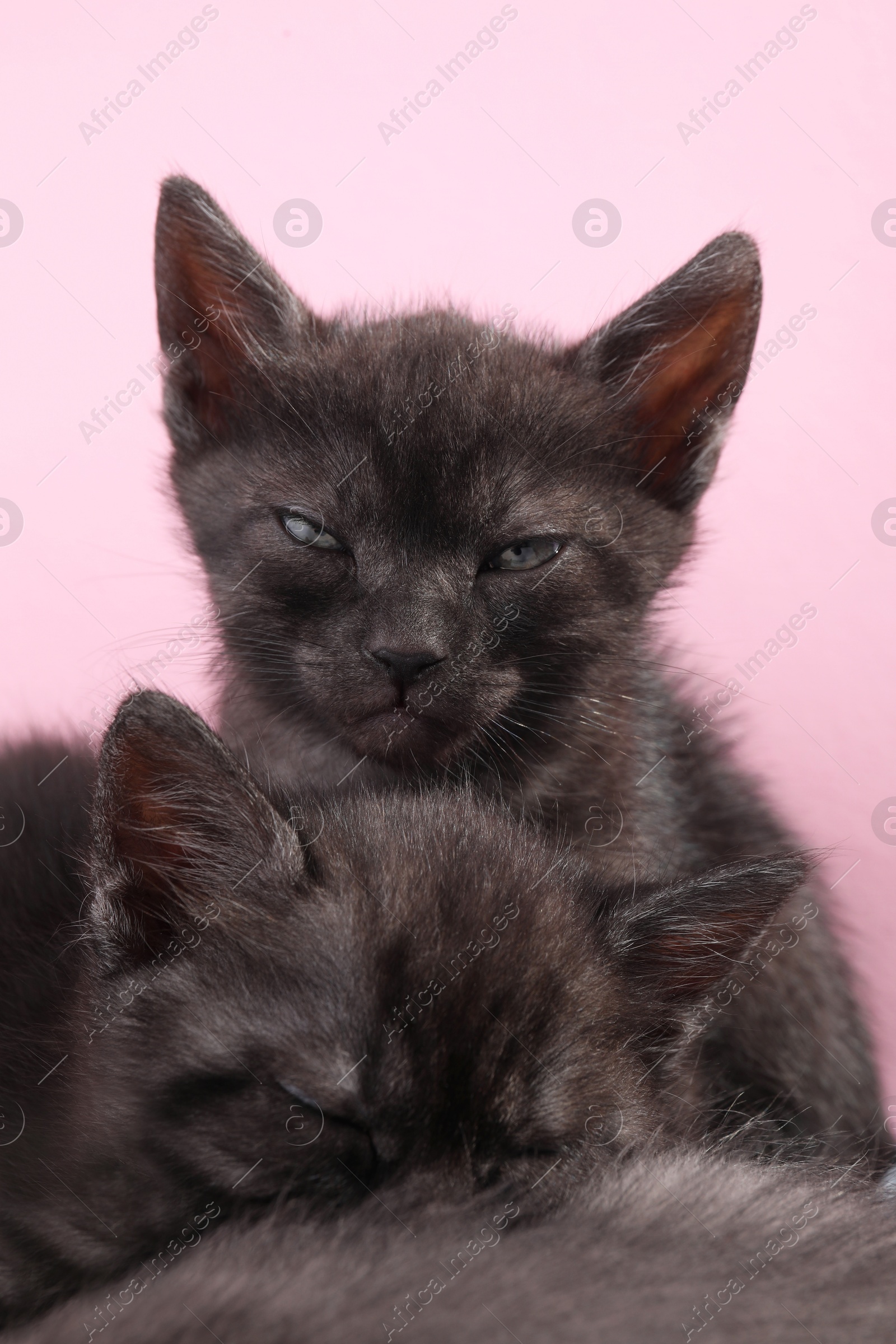 Photo of Cute fluffy kittens on pink background. Baby animals