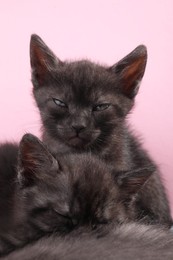 Photo of Cute fluffy kittens on pink background. Baby animals