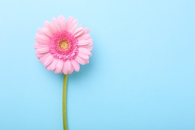 Photo of One beautiful pink gerbera flower on light blue background, top view. Space for text