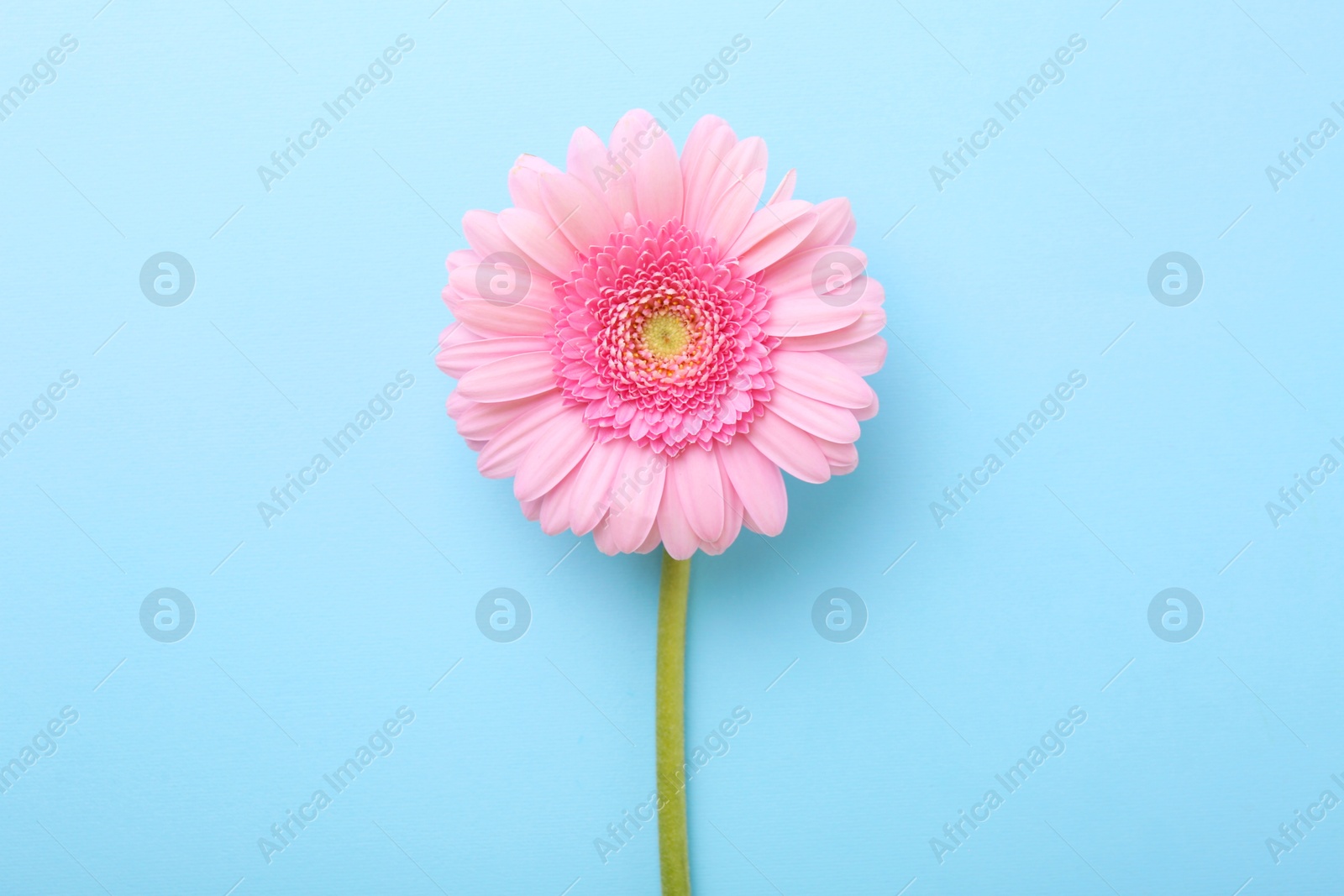 Photo of One beautiful pink gerbera flower on light blue background, top view