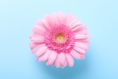 Photo of One beautiful pink gerbera flower on light blue background, above view