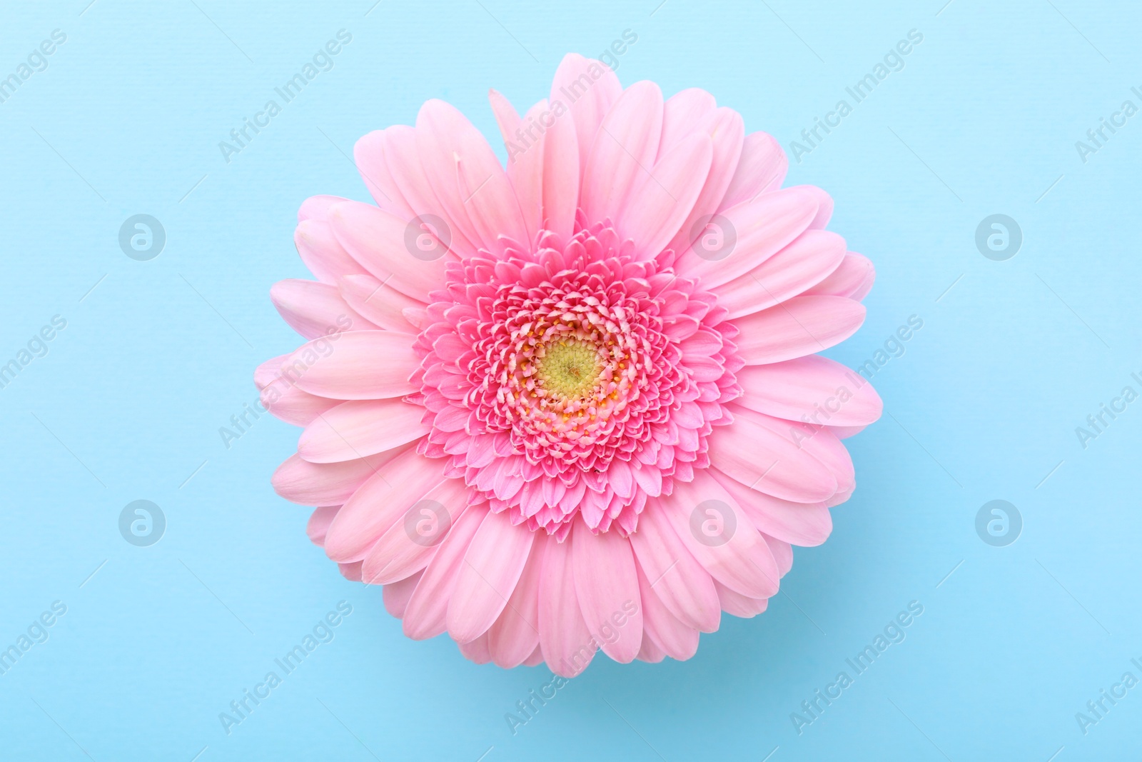 Photo of One beautiful pink gerbera flower on light blue background, top view