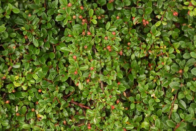 Photo of Branches of beautiful cotoneaster shrub with berries outdoors, closeup