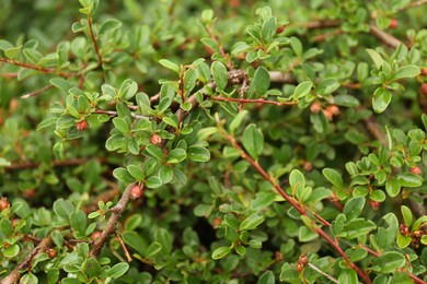 Photo of Branches of beautiful cotoneaster shrub with berries outdoors, closeup