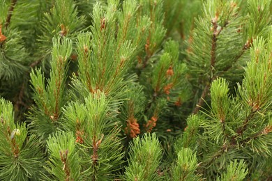 Photo of Branches of beautiful pine tree outdoors, closeup