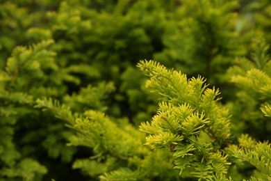 Branches of beautiful yew tree outdoors, closeup