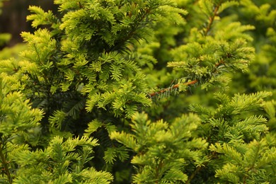 Branches of beautiful yew tree outdoors, closeup