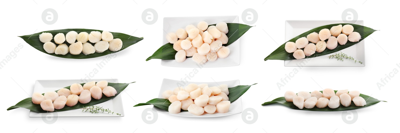 Image of Set of fresh scallops isolated on white, top and side views