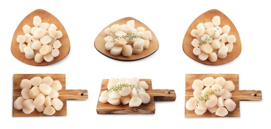 Image of Set of fresh scallops isolated on white, top and side views