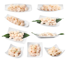 Image of Set of fresh scallops isolated on white, top and side views