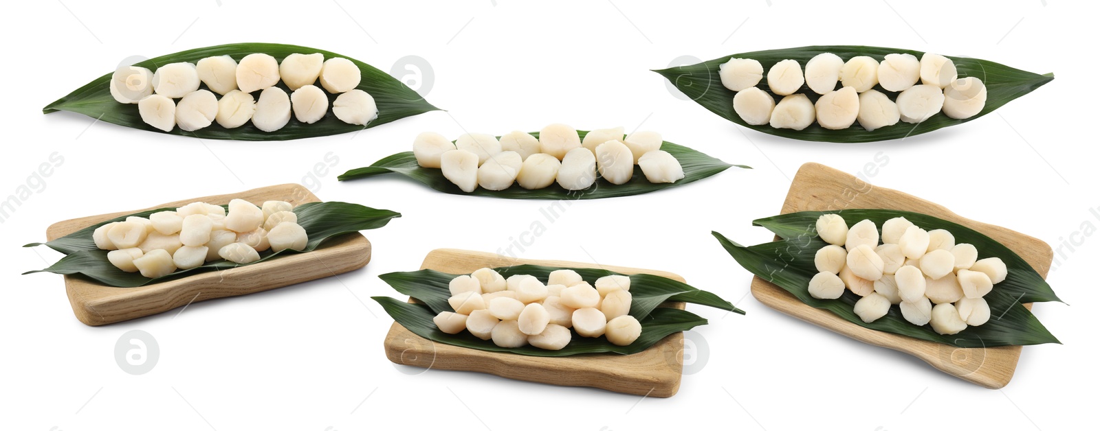 Image of Set of fresh scallops isolated on white, top and side views