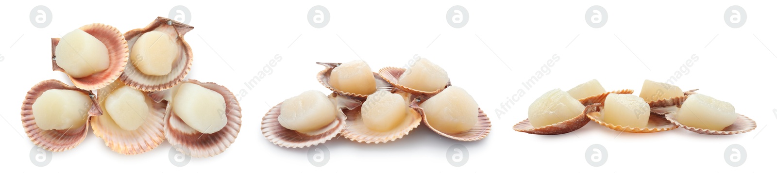 Image of Fresh scallops isolated on white, set. Seafood