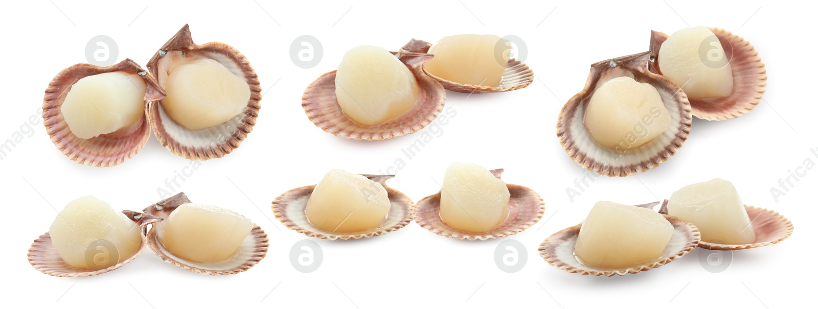 Image of Fresh scallops isolated on white, set. Seafood