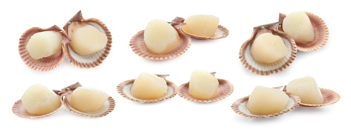 Fresh scallops isolated on white, set. Seafood