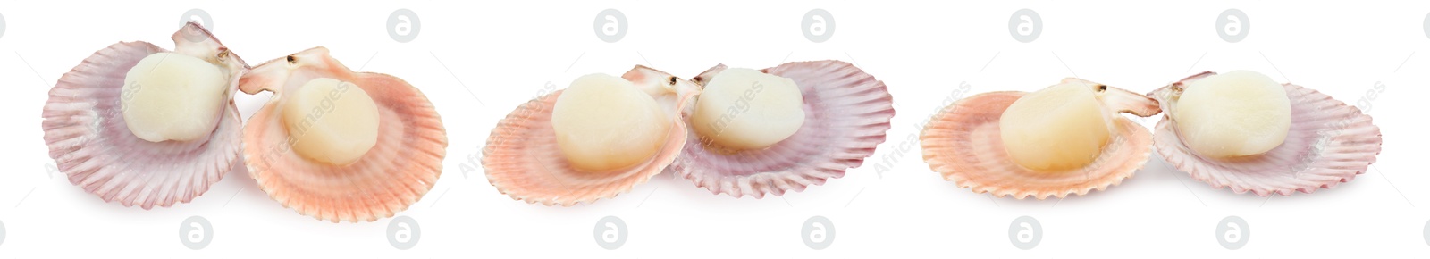 Image of Fresh scallops isolated on white, set. Seafood