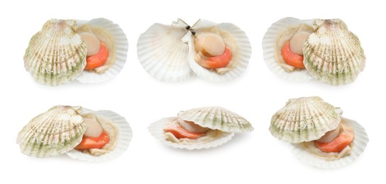 Image of Fresh scallops isolated on white, set. Seafood