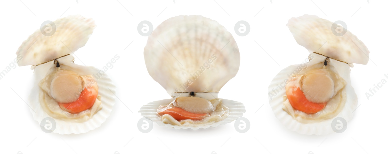 Image of Fresh scallops isolated on white, set. Seafood