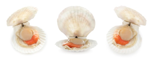 Image of Fresh scallops isolated on white, set. Seafood