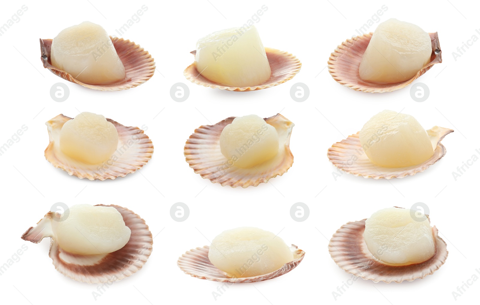 Image of Fresh scallops isolated on white, set. Seafood