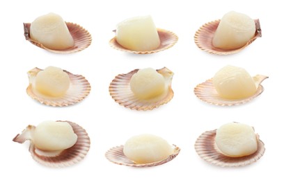 Image of Fresh scallops isolated on white, set. Seafood