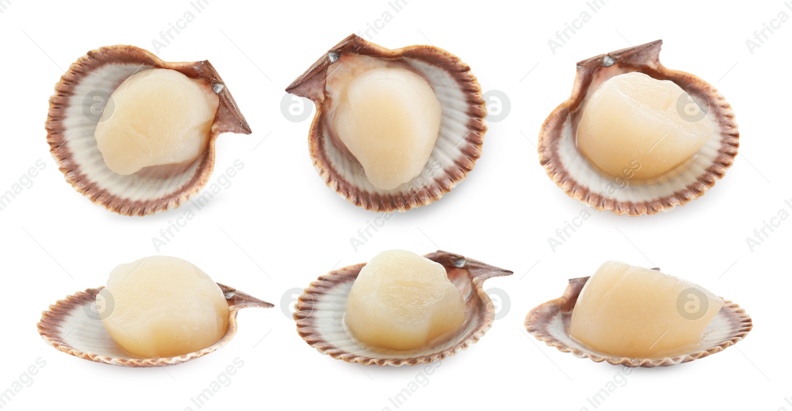 Image of Fresh scallops isolated on white, set. Seafood