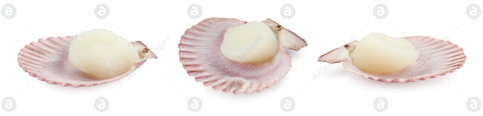 Image of Fresh scallops isolated on white, set. Seafood