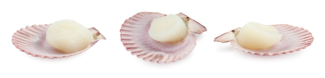 Fresh scallops isolated on white, set. Seafood