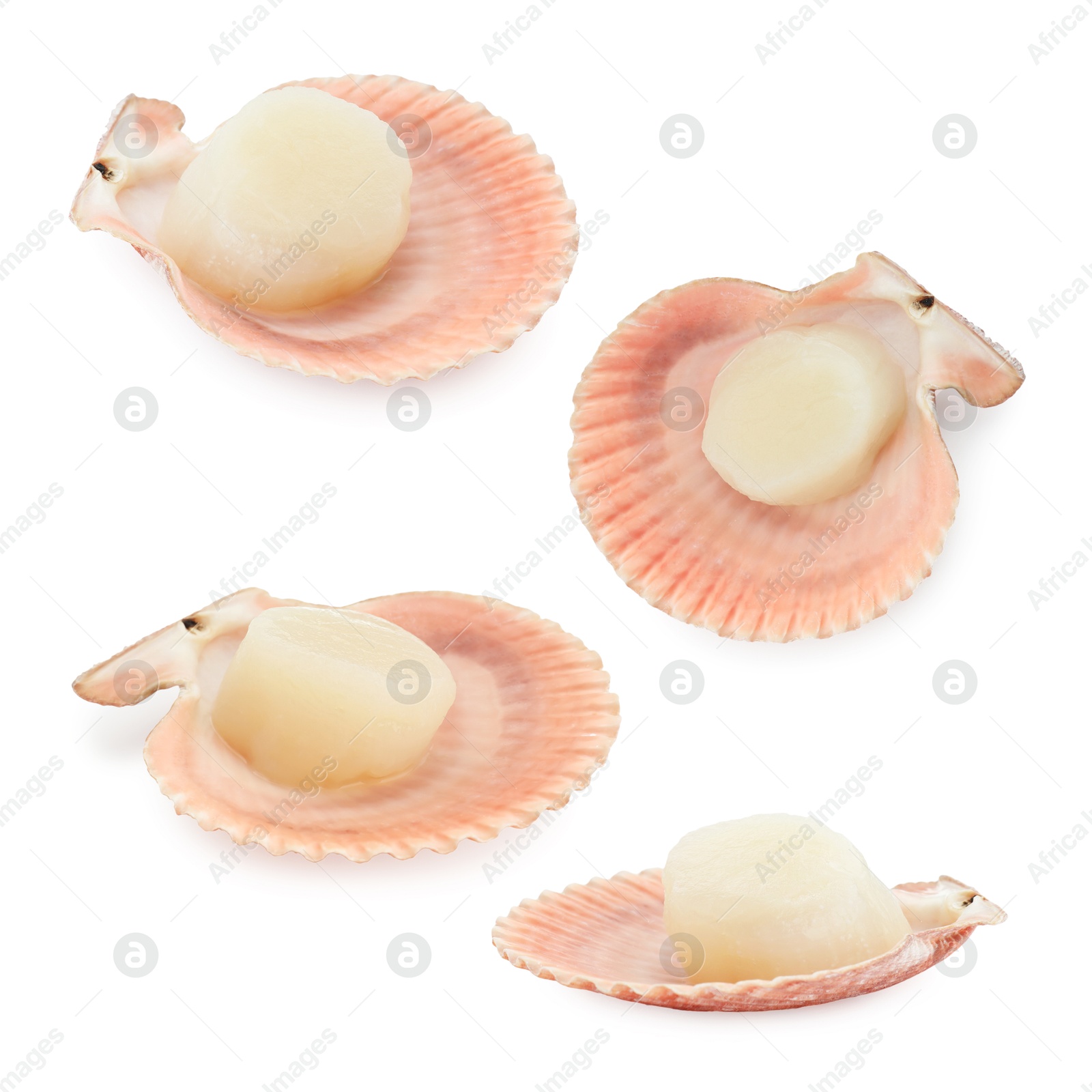 Image of Fresh scallops isolated on white, set. Seafood