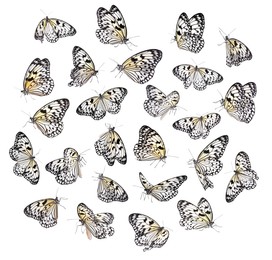 Many beautiful butterflies on white background, collage