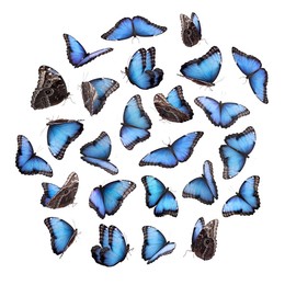 Many beautiful butterflies on white background, collage