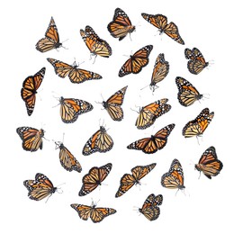 Many beautiful butterflies on white background, collage
