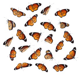 Image of Many beautiful butterflies on white background, collage