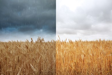 Wheat field under cloudy sky on one side and during rain on other. Weather changes