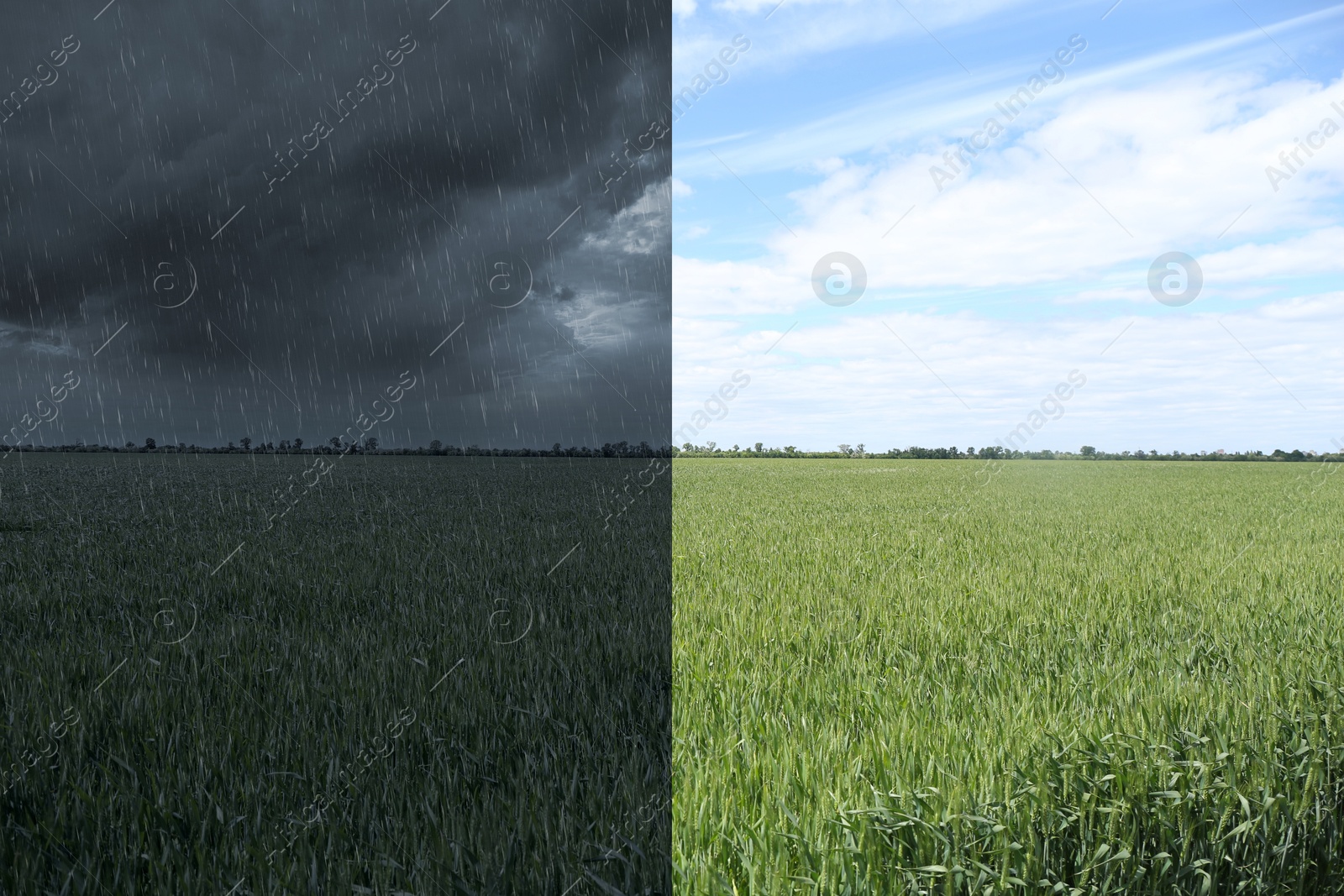 Image of Green meadow under rain and on sunny day, collage. Weather changes