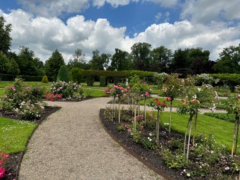 Different types of beautiful rose flowers growing in park