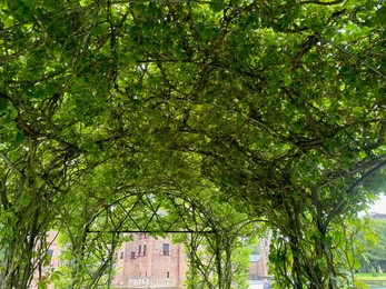 Photo of Tunnel made of plants with green leaves outdoors