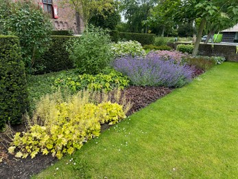 Photo of Beautiful plants and green grass growing outdoors