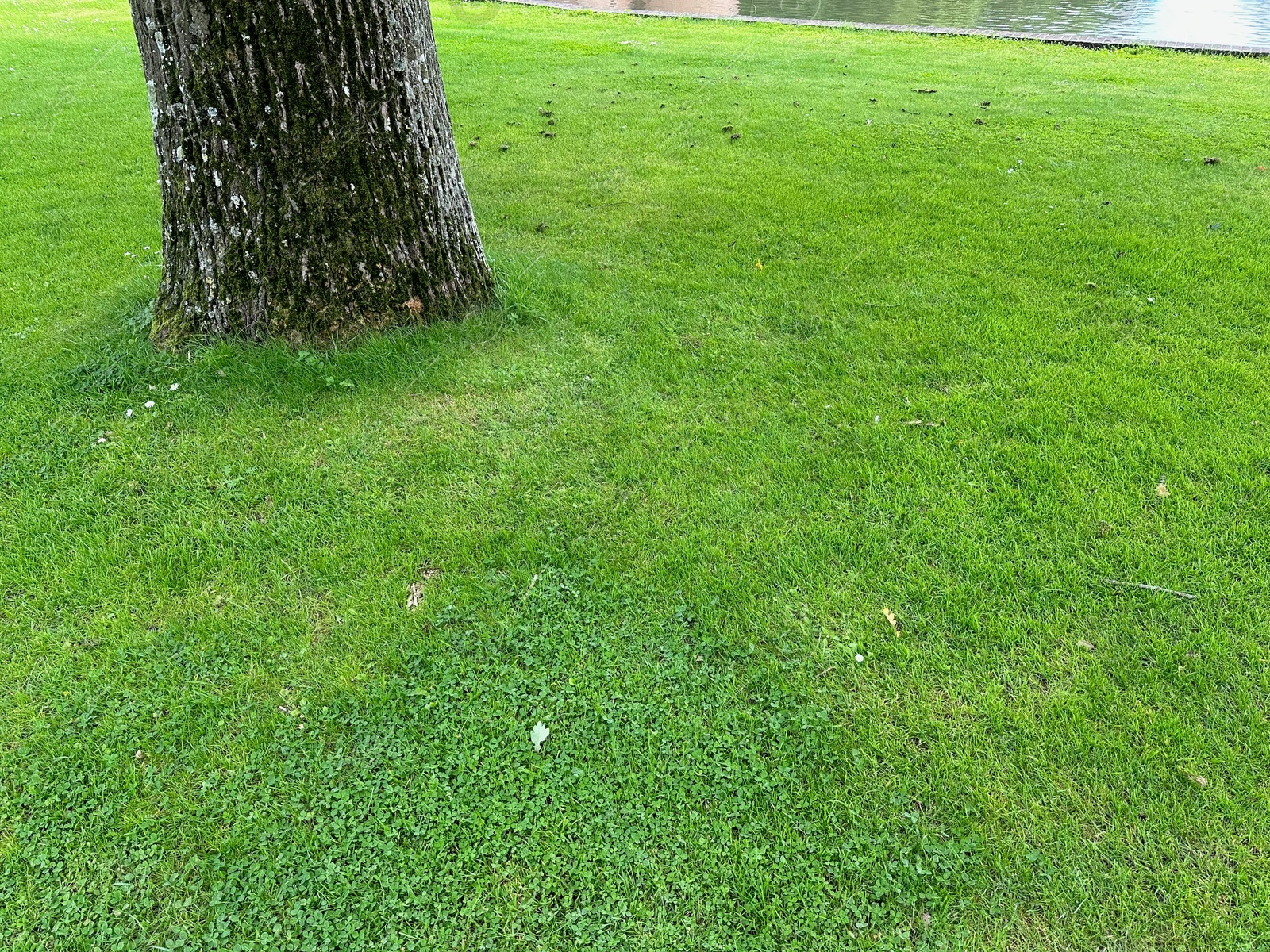 Photo of Green grass and tree growing in park