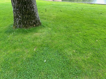 Photo of Green grass and tree growing in park