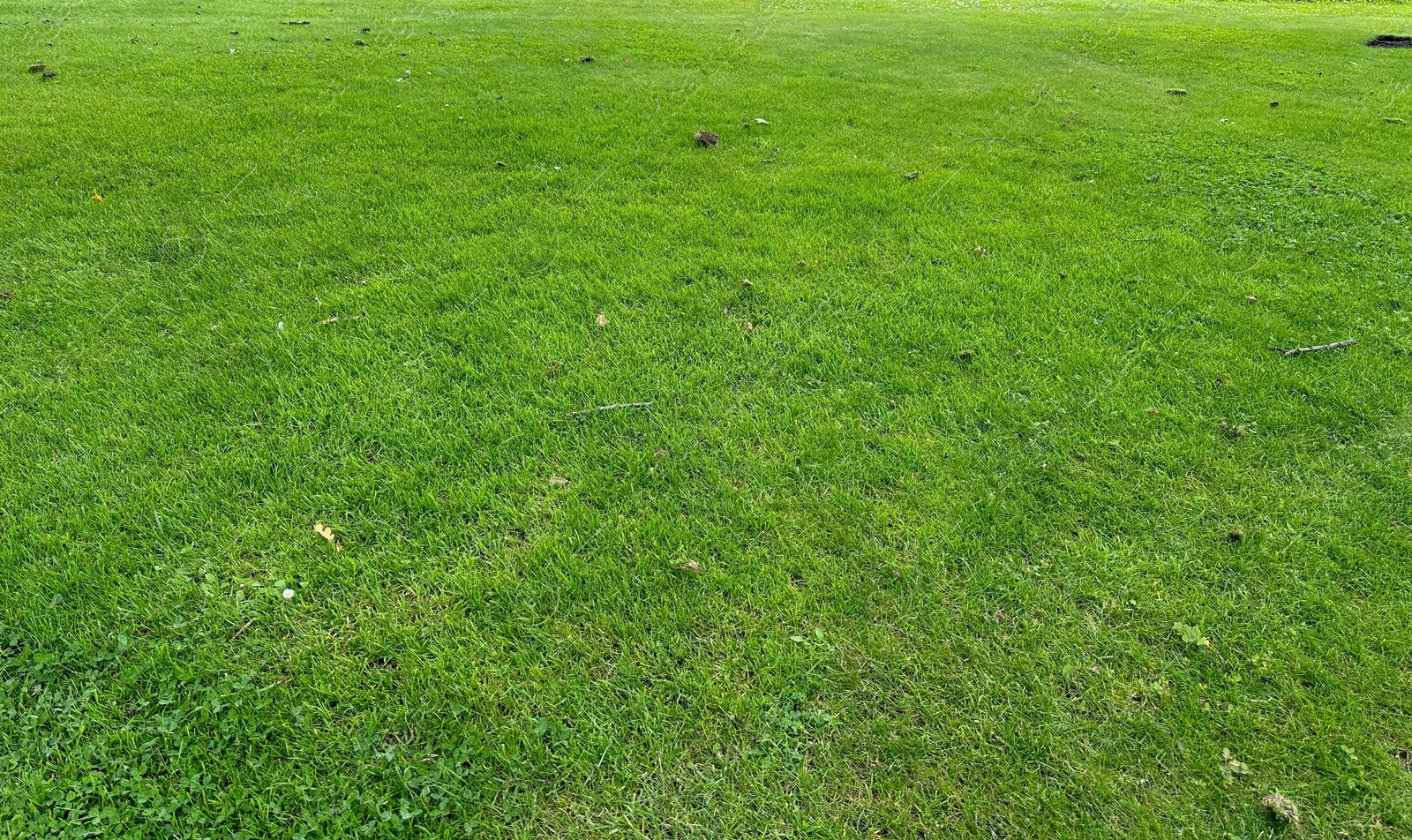 Photo of Beautiful view of green grass in park