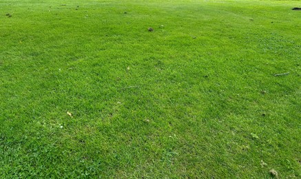 Photo of Beautiful view of green grass in park