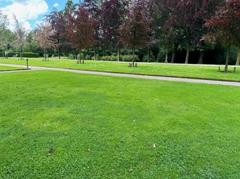 Photo of Beautiful trees and green grass in plant