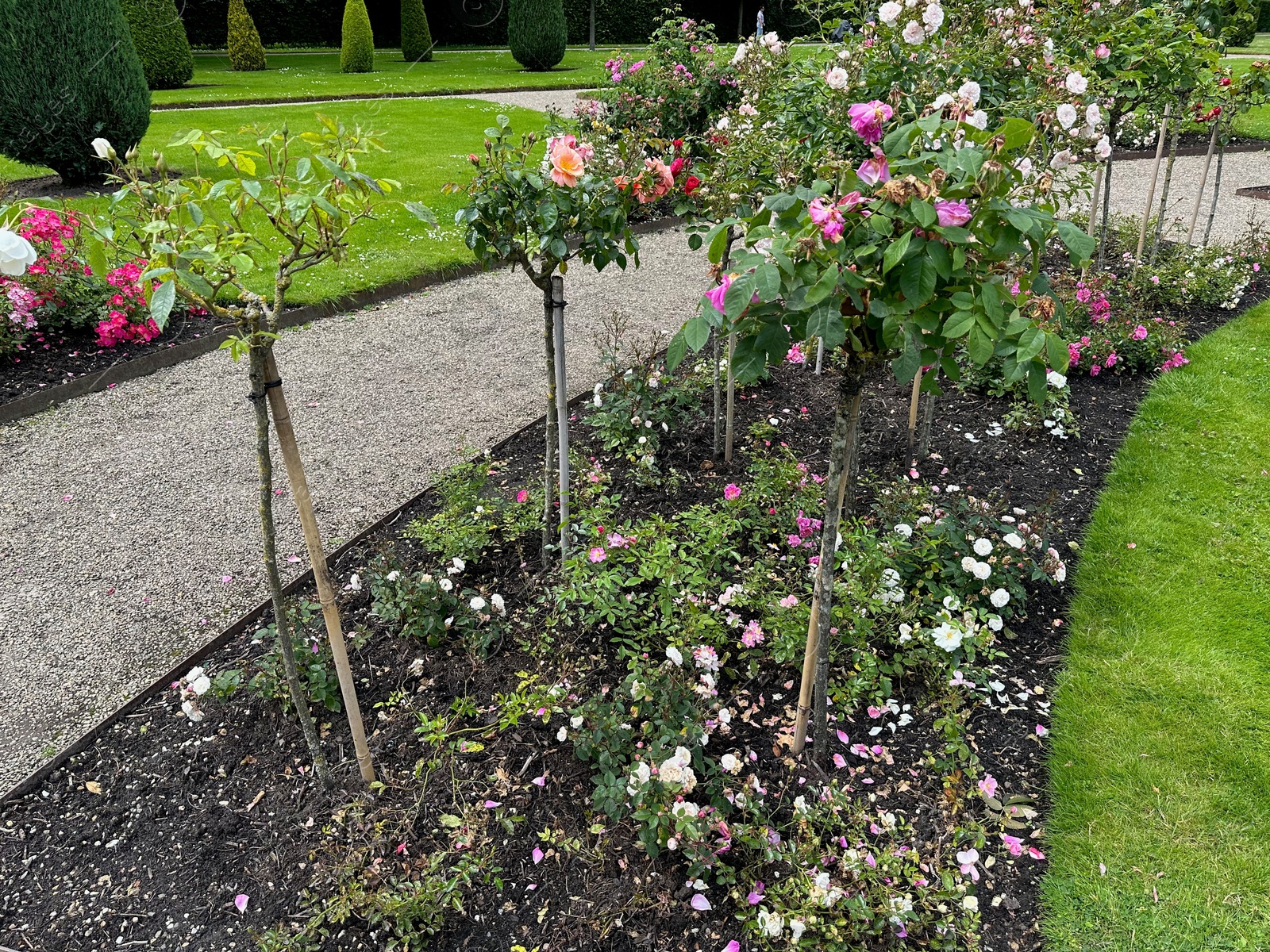 Photo of Different types of beautiful rose flowers growing in park