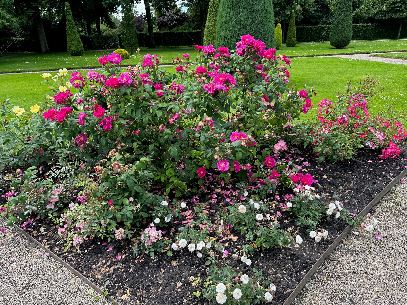 Photo of Different types of beautiful rose flowers growing in park