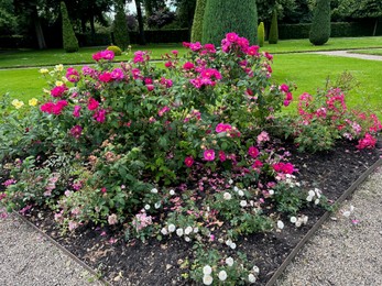 Photo of Different types of beautiful rose flowers growing in park