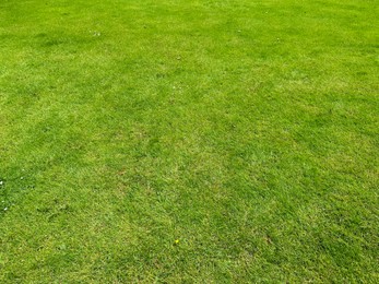 Photo of Beautiful view of green grass in park