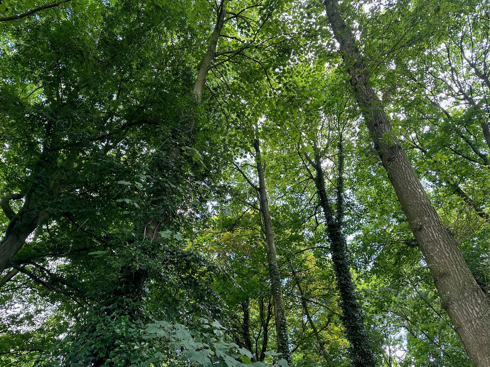 Photo of Beautiful trees with green leaves growing in park, low angle view
