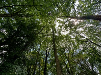 Photo of Beautiful trees with green leaves growing in park, bottom view