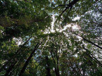 Beautiful trees with green leaves growing in park, bottom view